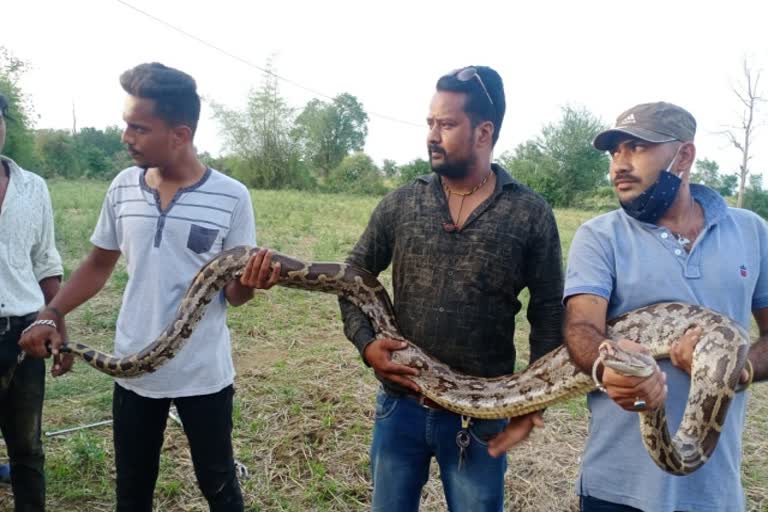 python found in house