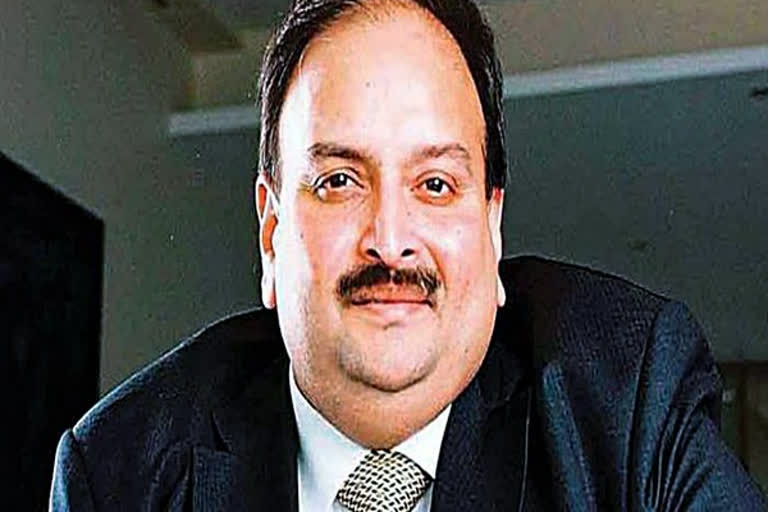 Choksi's 'abduction' int'l crime, brought shame to Antigua and Barbuda: Antiguan oppn party leader  mehul choksi  pnb scam  punjab national bank  abduction of mehul choksi  united progressive party  harold lovell  antigua  barbuda  ചോക്സിയെ തട്ടിക്കൊണ്ടുപോയത് അന്താരാഷ്ട്ര കുറ്റകൃത്യമെന്ന് പ്രതിപക്ഷ പാർട്ടി നേതാവ് ഹരോൾഡ് ലൗവ്വൽ  മെഹുൽ ചോക്സി  പിഎന്‍ബി വായ്പ തട്ടിപ്പ്  ഹരോൾഡ് ലൗവ്വൽ  ആന്‍റിഗ്വ  ബാർബുഡ  യുണൈറ്റഡ് പ്രോഗ്രസീവ് പാർട്ടി