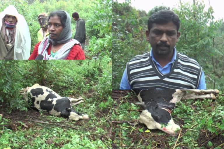 Tea plantation secto  തോട്ടം മേഖല  tiger attack  കടുവ ആക്രമണം  wild animal attack  വന്യജീവി ആക്രമണം  ഇടുക്കി  idukki  munnar  മൂന്നാർ  ക്ഷീര കര്‍ഷകർ  Dairy farmers  Dairy farmers in crisis  ക്ഷീര കര്‍ഷകർ ദുരിതത്തിൽ  കന്നുകാലി ആക്രമണം  Cattle attack