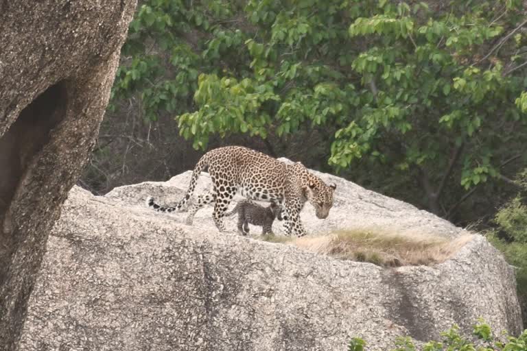Jawai Panther conservation, Pali news