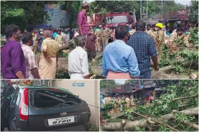 ഓടിക്കൊണ്ടിരുന്ന കാറിന് മുകളിലേക്ക് മരം വീണു  കാറിന് മുകളിലേക്ക് മരം വീണു  കുണ്ടറ ഇളമ്പള്ളൂരിലെ അപകട വാർത്ത  ഇളമ്പള്ളൂർ ക്ഷേത്രത്തിന് മുന്നിൽ വച്ച് അപകടം  A tree fell on riding car in Kollam  A tree fell on riding car news  A tree fell on riding car in Kollam news