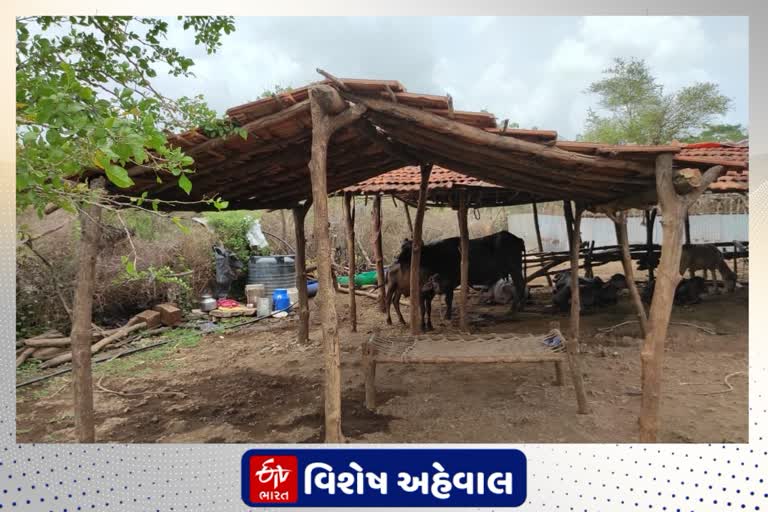 પ્રાચીન કલા વારસાની સાથે પશુપાલન વ્યવસાયને નેસે જાળવ્યો