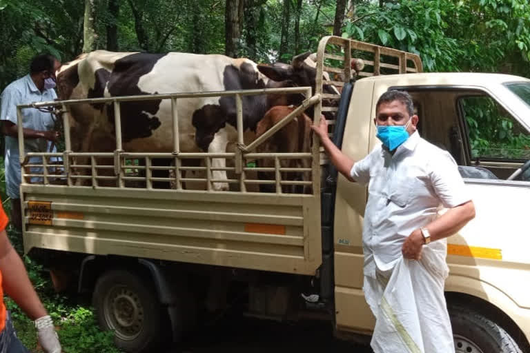 Kodungoor Dairy Co-operative Society provides protection to cows of covid affected family  Kodungoor Dairy Co-operative Society  covid  protection to cows  വീട്ടുകാർക്ക് കൊവിഡ്  പശുക്കൾക്ക് സംരക്ഷണമേകി കൊടുങ്ങൂർ ക്ഷീര സംഘം  കൊടുങ്ങൂർ ക്ഷീരോത്പാദക സഹകരണ സംഘം  വാഴൂർ ക്ഷീര വികസന ഓഫിസർ  ക്ഷീര വികസന വകുപ്പ്