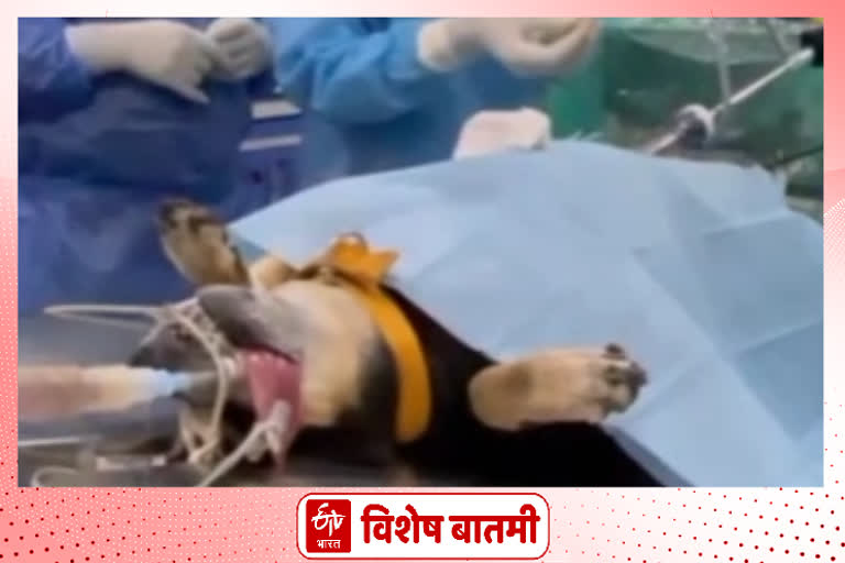 Dr. Narendra Pardesincha has claimed that this is first surgery in country to reduce the obesity of dogs