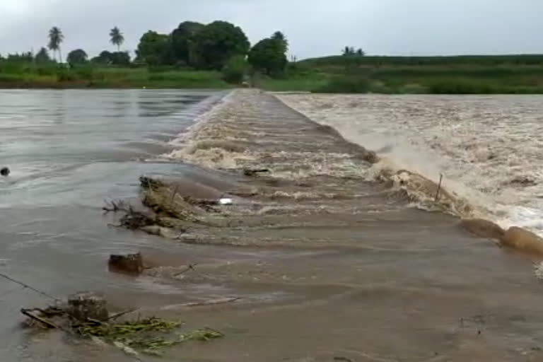 nagthane dam overflow due to rain in satara