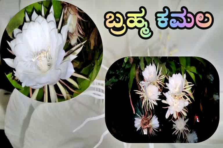 BRAMHA KAMALA FLOWER, BRAMHA KAMALA FLOWER BLOOMS, BRAMHA KAMALA FLOWER BLOOMS IN Haveri, Haveri news, ಬ್ರಹ್ಮ ಕಮಲ ಹೂವು, ಅರಳಿದ ಬ್ರಹ್ಮ ಕಮಲ ಹೂವು, ಹಾವೇರಿಯಲ್ಲಿ ಅರಳಿದ ಬ್ರಹ್ಮ ಕಮಲ ಹೂವು, ಹಾವೇರಿ ಸುದ್ದಿ,