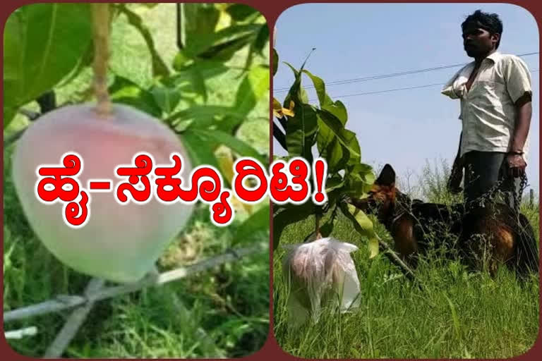 protect worlds expensive mango, mp couple hires security to protect worlds expensive mango, mp couple hires security to protect worlds expensive mango in jabalpur, Taiyo No Tamago, Taiyo No Tamago news, Miyazaki mango, 2 ಮಾವಿನ ಗಿಡದಲ್ಲಿರುವ ಏಳು ಹಣ್ಣುಗಳಿಗೆ ಹೈ ಸೆಕ್ಯೂರಿಟಿ, ಜಬಲ್ಪುರದಲ್ಲಿ 2 ಮಾವಿನ ಗಿಡದಲ್ಲಿರುವ ಏಳು ಹಣ್ಣುಗಳಿಗೆ ಹೈ ಸೆಕ್ಯೂರಿಟಿ, ಮಿಯಾಝಾಕಿ ಮಾವಿನ ಹಣ್ಣು, ಮಿಯಾಝಾಕಿ ಮಾವಿನ ಹಣ್ಣು ಸುದ್ದಿ, ತೈಯೋ ನೋ ತಮಗೊ ಮಾವು,