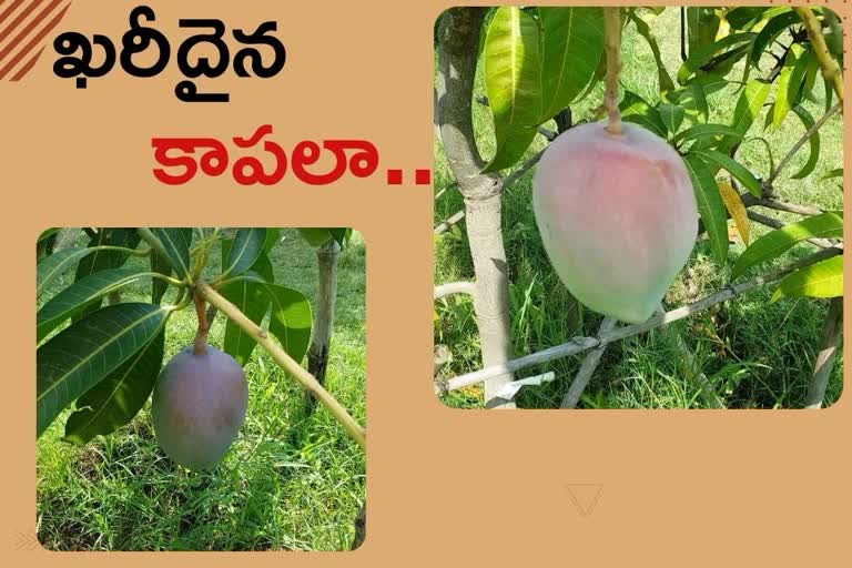 MOST EXPENSIVE MANGOES