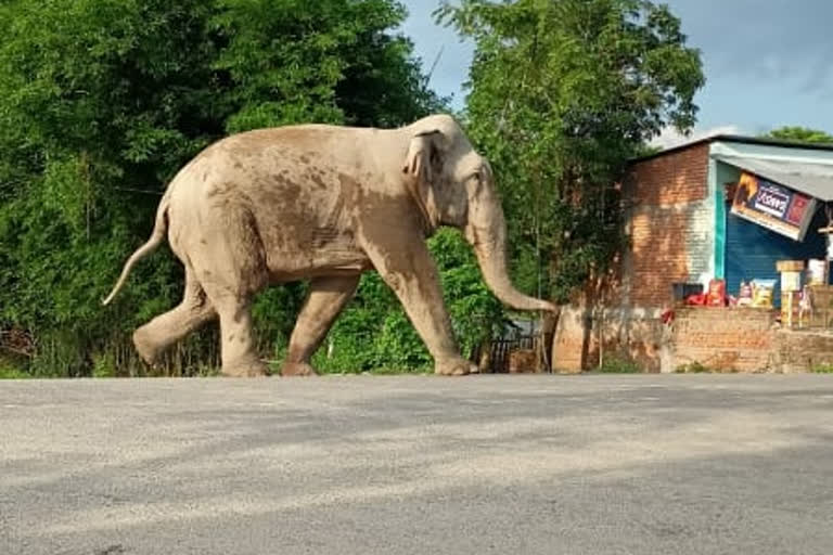 wild-elephant-killed-2-children