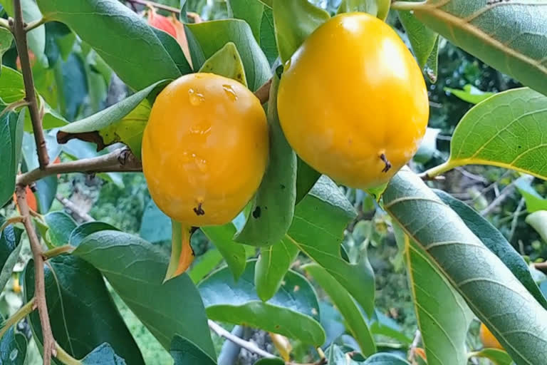 persimmon fruit  persimmon fruit season  nilgris  nilgris news  nilgris latest news  பெர்சிமன் பழ சீசன்  பெர்சிமன் பழம்  பெர்சிமன் பழ சீசன் தொடக்கம்  நீலகிரி செய்திகள்  குன்னூர் சிம்ஸ்