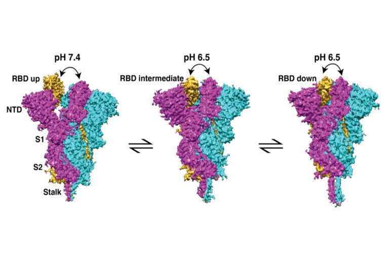 IISc, COVID spike protein