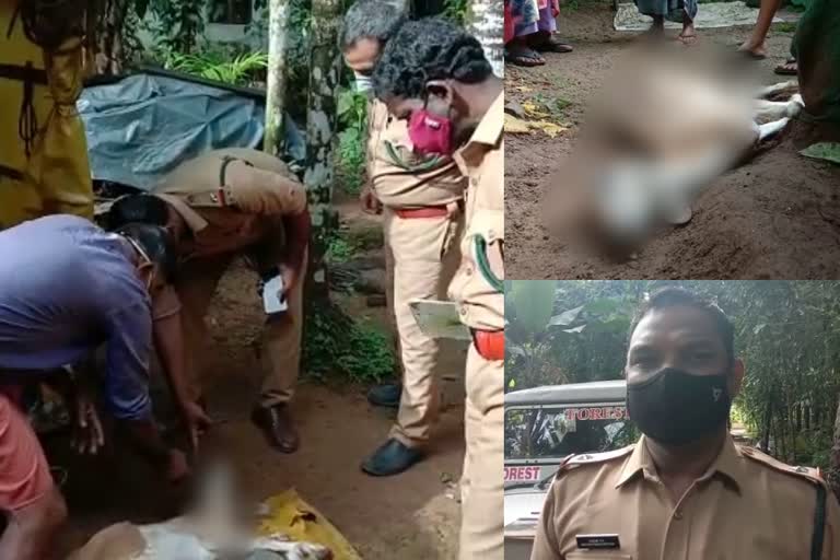 വന്യജീവി ശല്യം  വന്യജീവി ആക്രമണം  Wildlife disturbance  Wildlife violence  Wildlife disturbance in Kothamangalam  കോതമംഗലത്ത് വന്യജീവി ശല്യം  എറണാകുളം  എറണാകുളം വാർത്ത  ernakulam  ernakulam news  Kothamangalam  Wildlife  വന്യജീവി