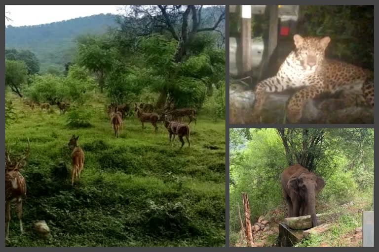 forest animals on roads  in chamrajnagara