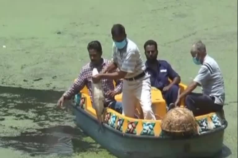 Dozens of fish died in the historic Ranital pond in Nahan