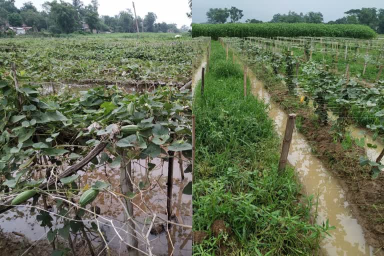 বৃষ্টির জেরে কাঁকসায় সব্জী চাষে ব্যাপক ক্ষতি