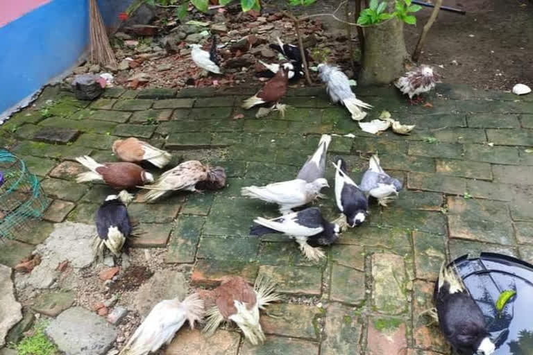 16 pigeon rescued from swarupnagar