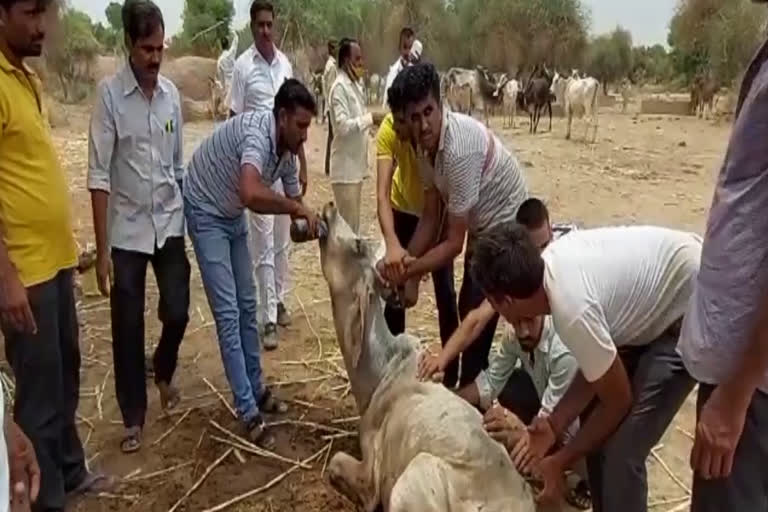 cows death in raniwada, Jalore News