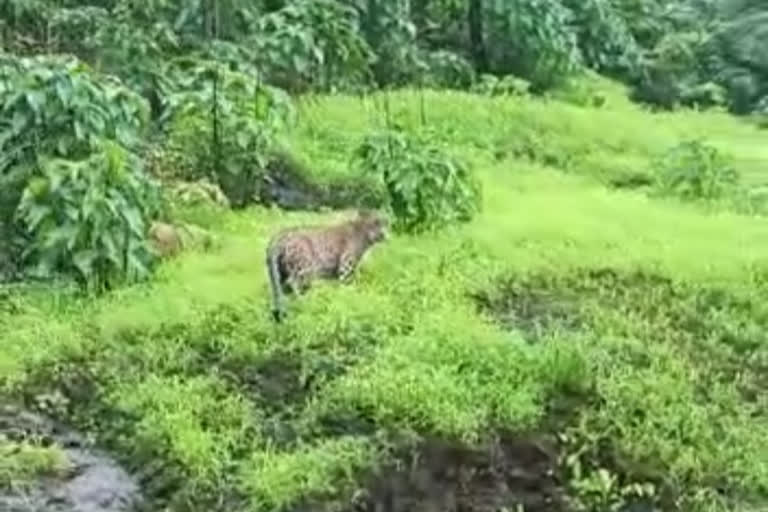 वरंध घाटात बिबट्याचे दर्शन