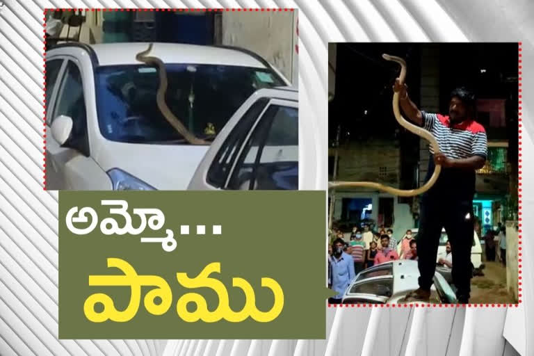 Snake biting in car bonnet at vizag