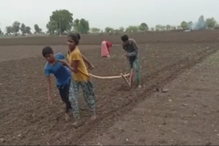 Poverty forces man to use his sisters to plough fields