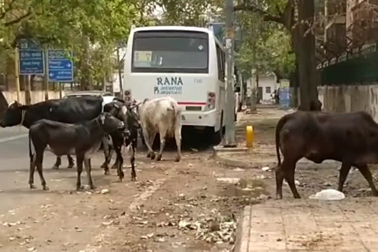 ्िुि्cattle becoming accidents cause in timarpur delhi