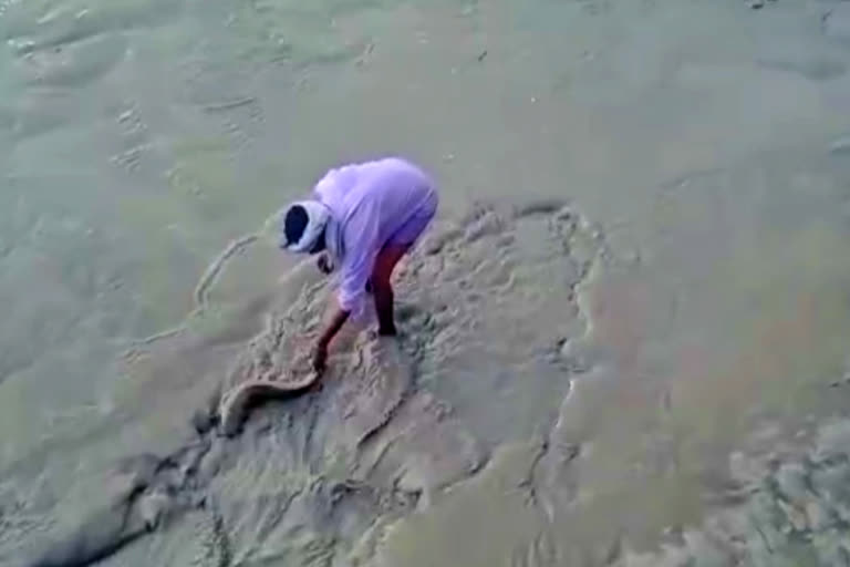 Uttarakhand: People rescue fishes by putting them in Ganges in Haridwar