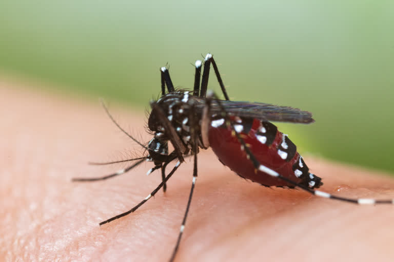 dengue case in raju park