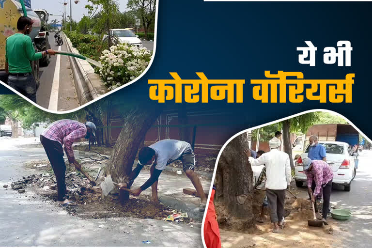 protection of trees in jaipur, care of trees