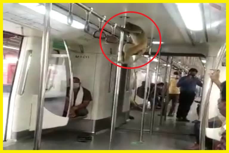 Metro Monkey video viral