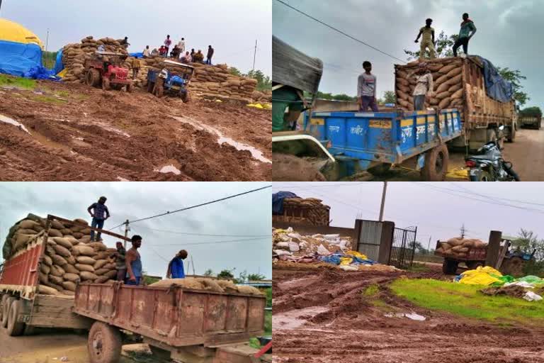 lifting of paddy in the mud after rain