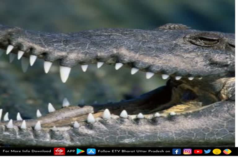 crocodile attacked on girl  crocodile attacked girl  attack of crocodile  crocodile attacke on girl  girl injured due to crocodile attack  crocodile attack in agra  agra latest news  agra news in hindi  किशोरी पर मगरमच्छ ने किया हमला  मगरमच्छ ने किया हमला  किशोरी मगरमच्छ हमला  चंबल नदी  थाना मनसुखपुरा क्षेत्र  गांव बरेंडा  चंबल नदी घाट  मगरमच्छ का हमला  मगरमच्छ  आगरा की ताजा खबर  आगरा समाचार