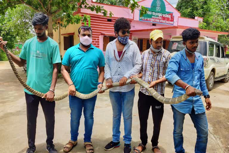 a king cobra rescued in malkangiri