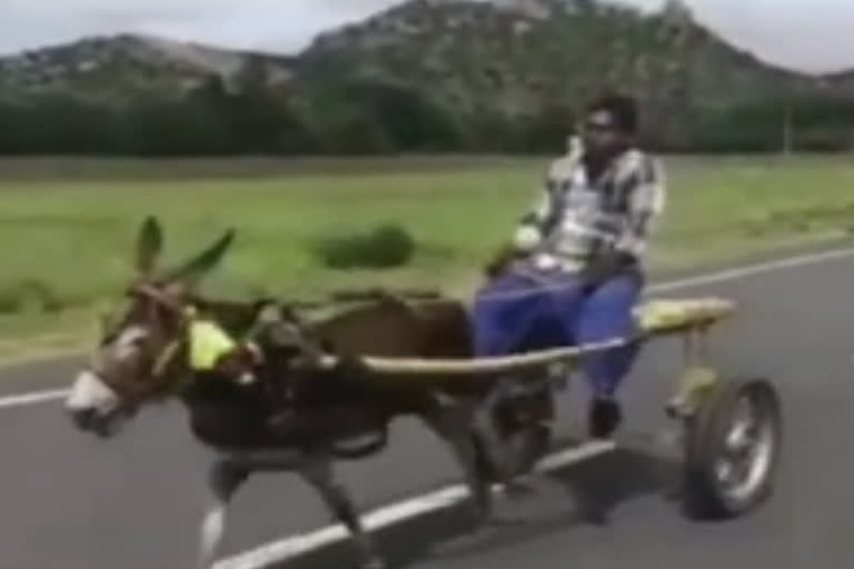 Donkey driven carts