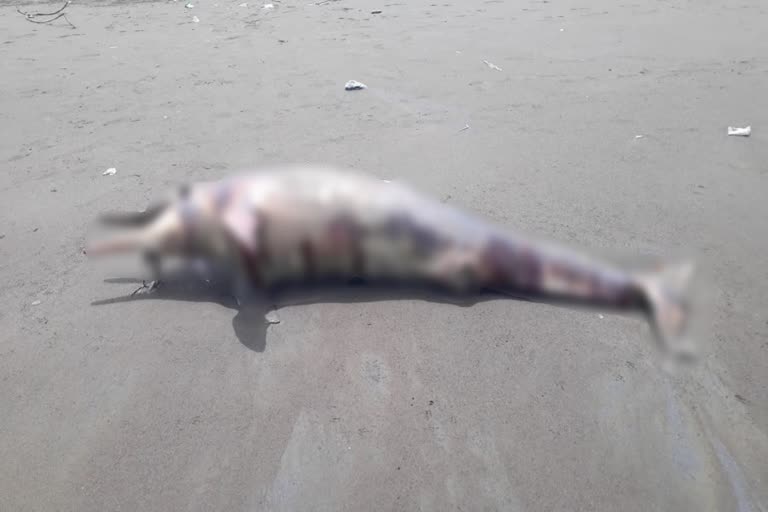 Dead Dolphin Rajodi Beach