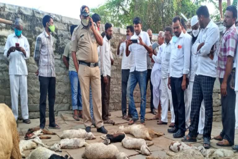 30-sheep-died-by-dog-bite-in-chittapura