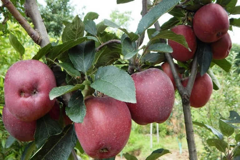 apmc-will-sell-apples-to-gulf-countries