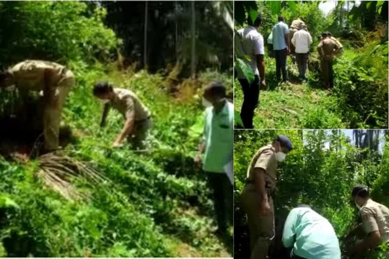 മുട്ടിൽ മരംമുറി  വനംവകുപ്പ്  മുട്ടിൽ മരംമുറിയില്‍ വനംവകുപ്പ് അന്വേഷണം പൂര്‍ത്തിയായി  muttil tree felling  forest department investigation  Revenue department  Forest department  Tree felling issue