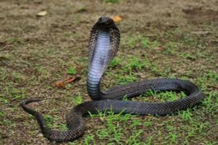 girl child died of snakebite in simdega