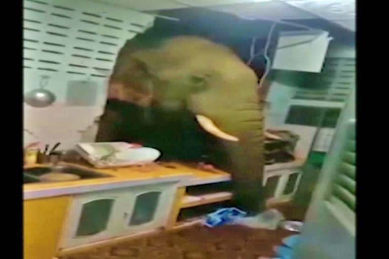 Elephant breaks into Thai kitchen looking for snacks