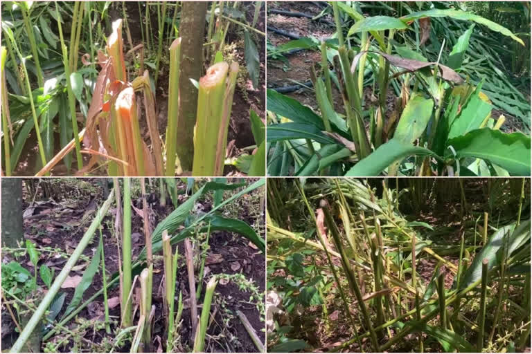 n-idukki-antisocials destroyed cardamom crops  cardomom cultivation  സാമൂഹിക വിരുദ്ധർ ഏലച്ചെടികൾ വെട്ടി നശിപ്പിച്ചതായി പരാതി  ഏലച്ചെടികൾ വെട്ടി നശിപ്പിച്ചു  ഇടുക്കി