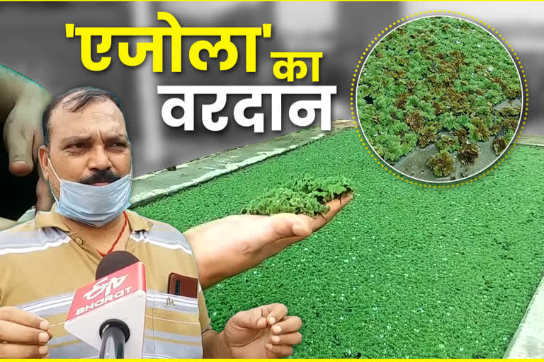 Azolla fern is best product