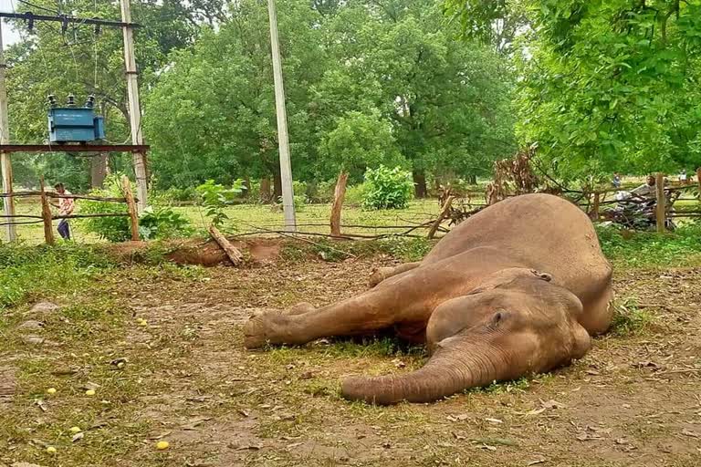 elephant died in the chal area