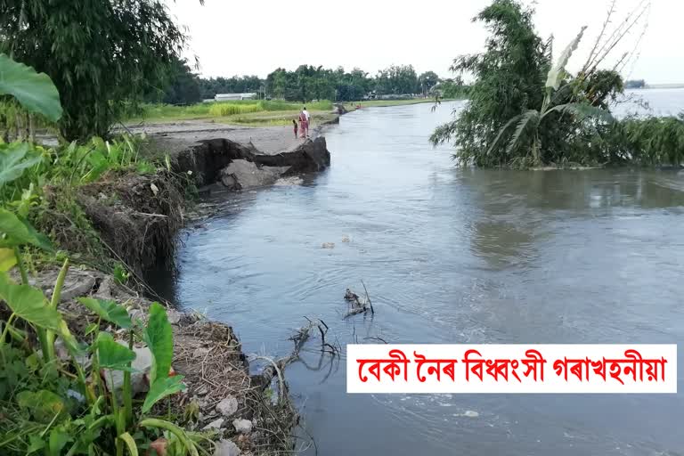 Danger Erosion  by Beki River At Kalgasia Barpeta district