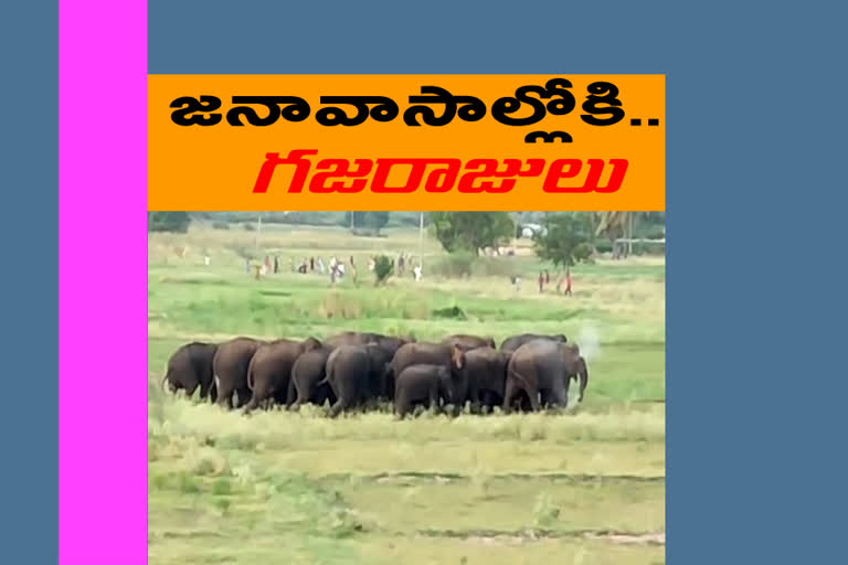 group-of-elephants-roaming-in-palamaneru-chittoor-district