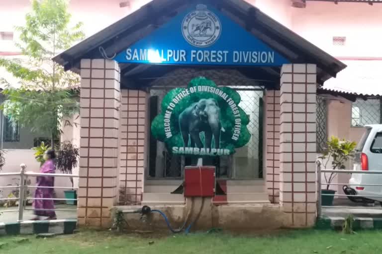 illegal tree cutting are increasing in sambalpur