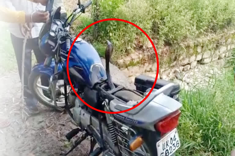 COBRA SNAKE FOUND UNDER BIKE