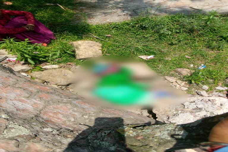 old-women-died-due-to-falling-of-tree-in-ranikhet