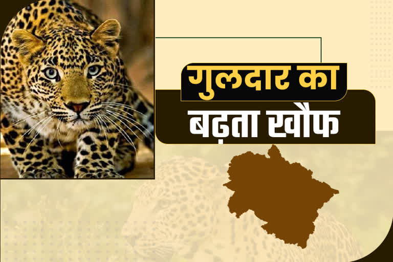 Leopard news uttarakhand