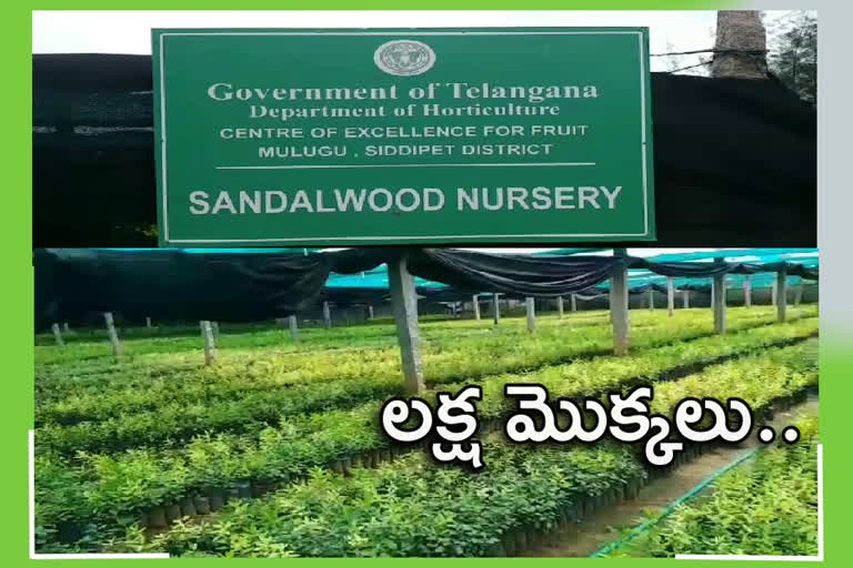 the-state-forest-development-corporation-has-decided-to-plant-one-lakh-sri-gandham-plants-in-rangareddy-district-this-year