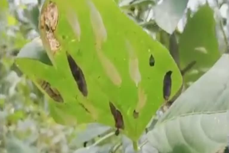 after-killer-locust-rare-species-of-butterflies-are-bringing-worries-for-farmers-uriamghat-in-assam-nagaland-border